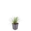 Festuca glauca 'Elijah Blue' Pot 9 cm