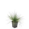 Festuca glauca 'Elijah Blue' Pot 9 cm