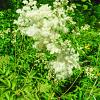 Filipendula ulmaria Pot 9 cm