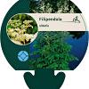 Filipendula ulmaria Pot 9 cm