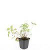 Fragaria vesca Pot 9 cm
