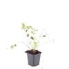 Fragaria vesca Pot 9 cm