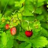 Fragaria vesca Pot 9 cm