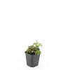 Fragaria vesca Pot 9 cm