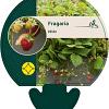 Fragaria vesca Pot 9 cm