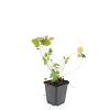 Fragaria vesca Pot 9 cm