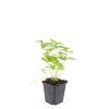 Fragaria vesca Pot 9 cm
