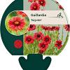 Gaillardia 'Burgunder' Pot 9 cm
