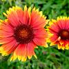 Gaillardia 'Kobold' Pot 9 cm