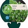 Galium odoratum Pot 9 cm