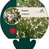 Gaura lindheimeri Pot 9 cm