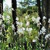 Gaura lindheimeri Pot 9 cm
