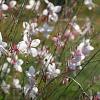 Gaura lindheimeri Pot 9 cm
