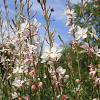 Gaura l. 'Whirling Butterflies' Pot 9 cm