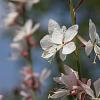 Gaura l. 'Whirling Butterflies' Pot 9 cm