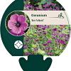 Geranium 'Ann Folkard' Pot 9 cm
