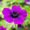 Geranium 'Ann Folkard' Pot 9 cm
