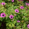Geranium 'Anne Thomson' Pot 9 cm