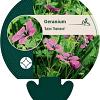 Geranium 'Anne Thomson' Pot 9 cm