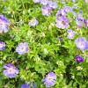 Geranium 'Azure Rush' Pot 9 cm