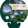 Geranium 'Azure Rush' Pot 9 cm