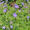 Geranium 'Brookside' Pot 9 cm