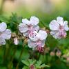 Geranium cant. 'Biokovo' Pot 9 cm