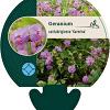 Geranium cant. 'Karmina' Pot 9 cm