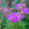 Geranium cant. 'Karmina' Pot 9 cm