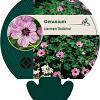 Geranium cin. 'Ballerina' Pot 9 cm