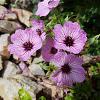 Geranium cin. 'Ballerina' Pot 9 cm