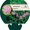 Geranium dalmaticum Pot 9 cm