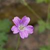 Geranium endressii Pot 9 cm