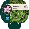 Geranium endressii Pot 9 cm