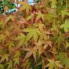 Acer pal. 'Bi-hoo' Pot 20 Liter 125 - 150 cm