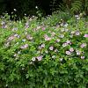 Geranium endressii 'Wargrave Pink' Pot 9 cm