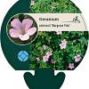 Geranium endressii 'Wargrave Pink' Pot 9 cm