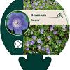 Geranium Rozanne Pot 9 cm