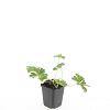 Geranium Rozanne Pot 9 cm