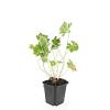 Geranium Rozanne Pot 9 cm