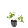 Geranium Rozanne Pot 9 cm