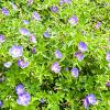 Geranium Rozanne Pot 9 cm