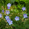 Geranium 'Johnson's Blue' Pot 9 cm
