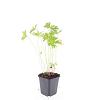 Geranium 'Johnson's Blue' Pot 9 cm