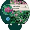 Geranium macrorrhizum Pot 9 cm