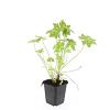 Geranium macrorrhizum Pot 9 cm