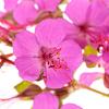 Geranium macrorrhizum Pot 9 cm