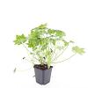 Geranium macrorrhizum Pot 9 cm