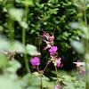 Geranium macr. 'Bevan's Variety' Pot 9 cm