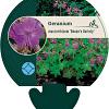 Geranium macr. 'Bevan's Variety' Pot 9 cm